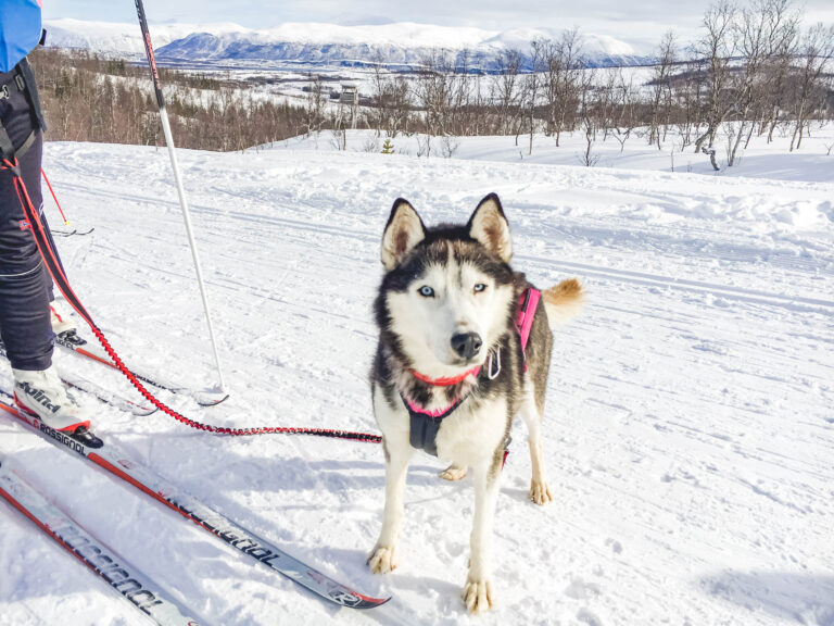 Mountain Network - toerskiën Lyngen Alpen Noorwegen_4