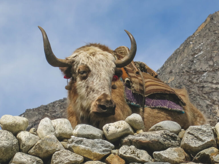 everest base camp trekking rund