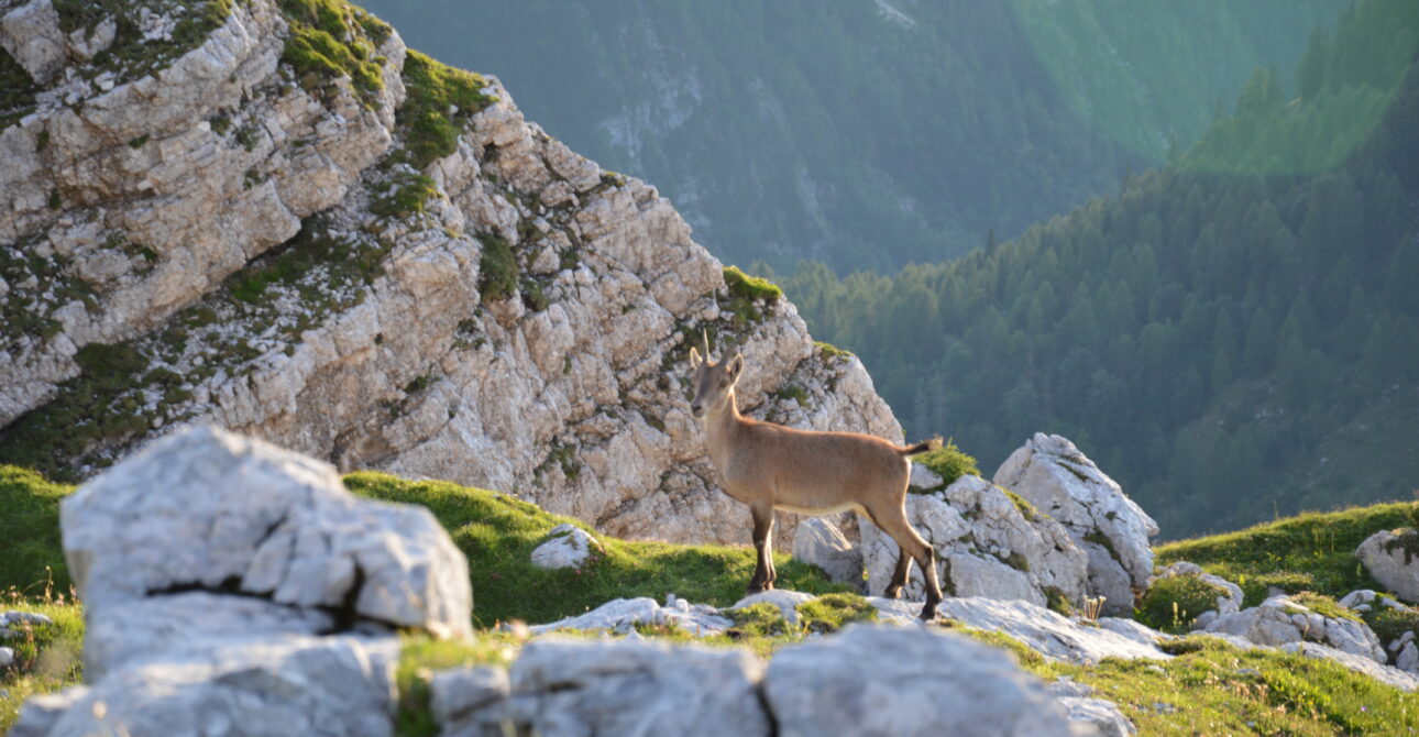 De beklimming van de Kilimanjaro