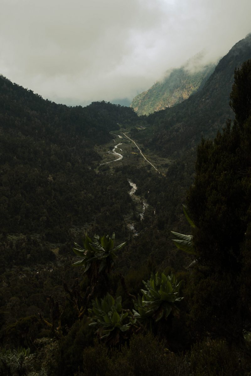 Margherita Peak - Rwenzori - Mountain Beat