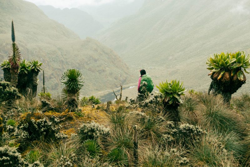 Margherita Peak - Rwenzori - Mountain Beat