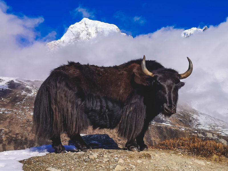 everest base camp trekking yak