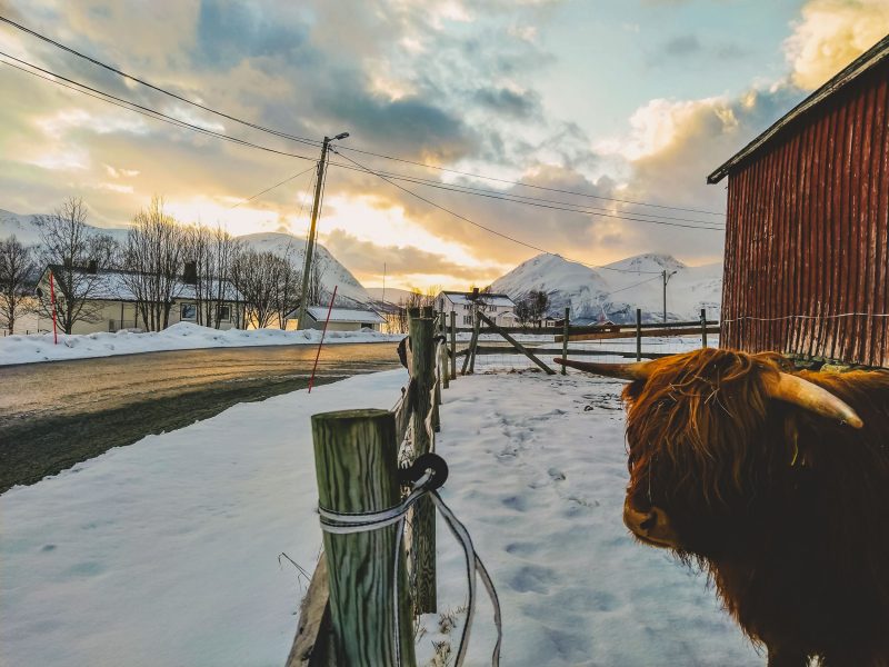 Mountain Network - toerskiën Lyngen Alpen Noorwegen_17