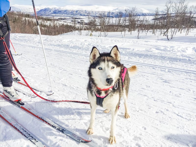Mountain Network - toerskiën Lyngen Alpen Noorwegen_4