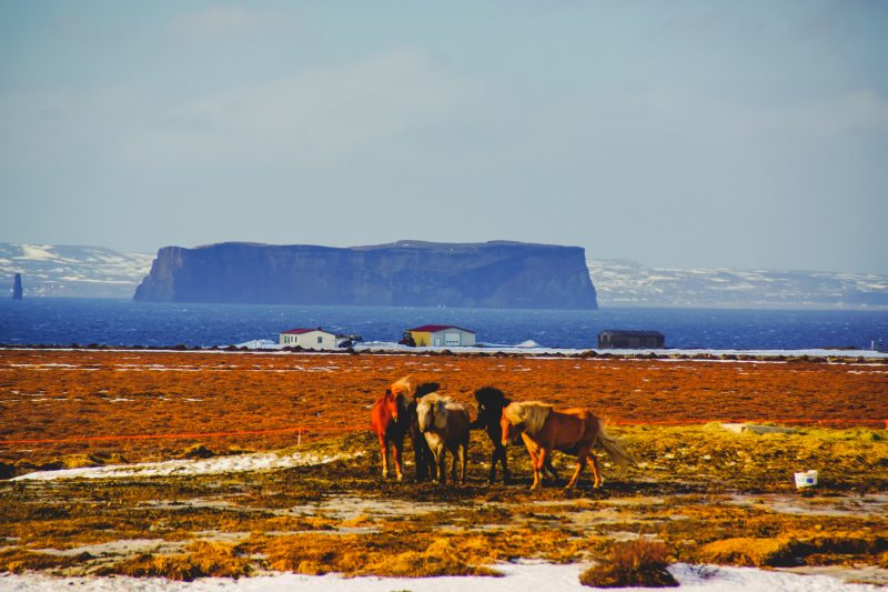 Mountain Network - toerskiën Troll Peninsula, IJsland_3